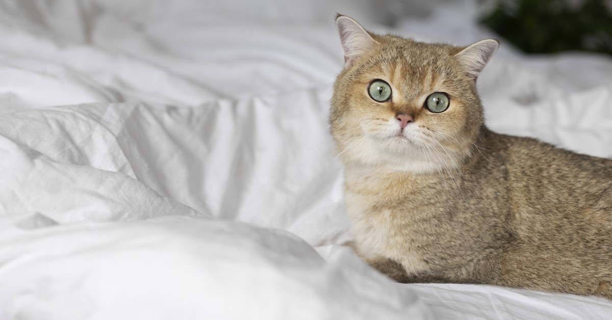 Important Health Facts for Munchkin Cat Owners